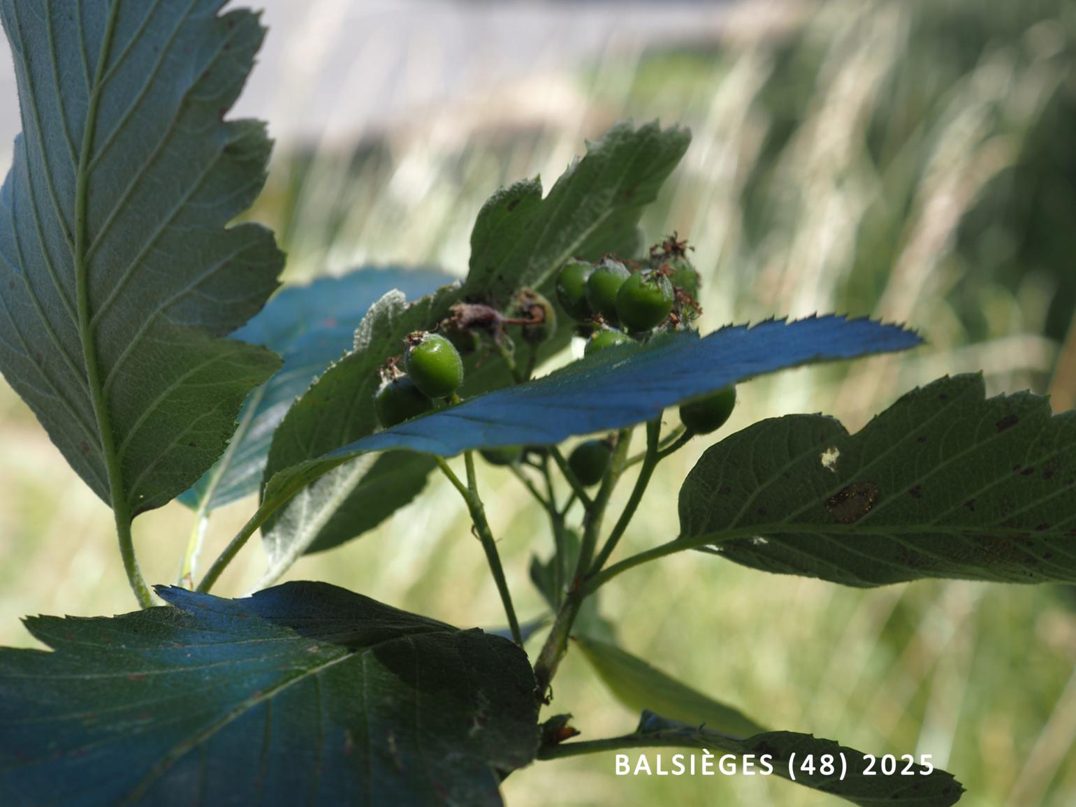?